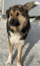BRUTUS, Hund, Mischlingshund in Griechenland - Bild 3