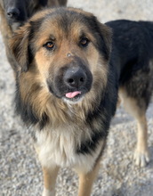 BRUTUS, Hund, Mischlingshund in Griechenland - Bild 4