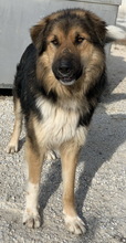 BRUTUS, Hund, Mischlingshund in Griechenland - Bild 5