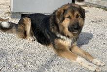 BRUTUS, Hund, Mischlingshund in Griechenland - Bild 6
