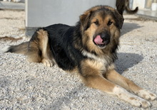 BRUTUS, Hund, Mischlingshund in Griechenland - Bild 7