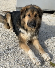 BRUTUS, Hund, Mischlingshund in Griechenland - Bild 8
