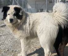 ELON, Hund, Mischlingshund in Griechenland - Bild 10