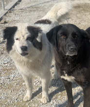 ELON, Hund, Mischlingshund in Griechenland - Bild 4