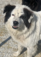 ELON, Hund, Mischlingshund in Griechenland - Bild 7
