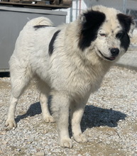 ELON, Hund, Mischlingshund in Griechenland - Bild 8