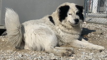 ELON, Hund, Mischlingshund in Griechenland - Bild 9
