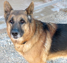 OTIS4, Hund, Deutscher Schäferhund-Mix in Zypern - Bild 4