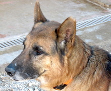 OTIS4, Hund, Deutscher Schäferhund-Mix in Zypern - Bild 6