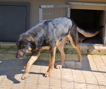NIKOS, Hund, Mischlingshund in Griechenland - Bild 10