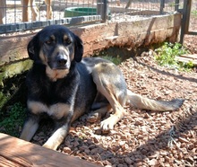 NIKOS, Hund, Mischlingshund in Griechenland - Bild 12