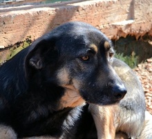 NIKOS, Hund, Mischlingshund in Griechenland - Bild 3