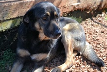 NIKOS, Hund, Mischlingshund in Griechenland - Bild 4