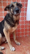 LUNA, Hund, Deutscher Schäferhund in Spanien - Bild 10