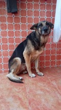 LUNA, Hund, Deutscher Schäferhund in Spanien - Bild 11