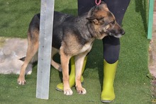 LUNA, Hund, Deutscher Schäferhund in Spanien - Bild 2
