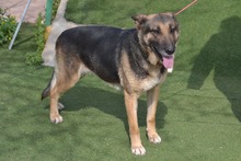 LUNA, Hund, Deutscher Schäferhund in Spanien - Bild 3