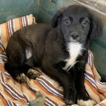 FATMA, Hund, Mischlingshund in Griechenland - Bild 2