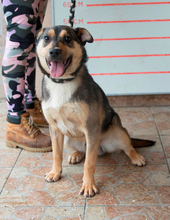 DEKI, Hund, Mischlingshund in Ungarn - Bild 1
