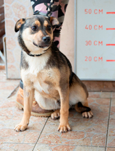 DEKI, Hund, Mischlingshund in Ungarn - Bild 2