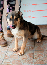 DEKI, Hund, Mischlingshund in Ungarn - Bild 3