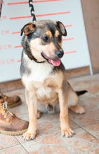 DEKI, Hund, Mischlingshund in Ungarn - Bild 4