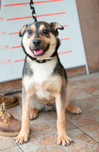 DEKI, Hund, Mischlingshund in Ungarn - Bild 5