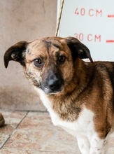 GYURI, Hund, Mischlingshund in Dietenhofen - Bild 1
