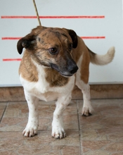 GYURI, Hund, Mischlingshund in Dietenhofen - Bild 2