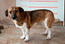 GYURI, Hund, Mischlingshund in Dietenhofen - Bild 3