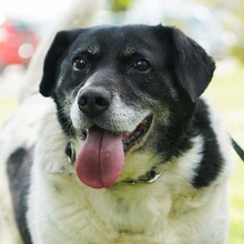 COSMO, Hund, Mischlingshund in Kroatien - Bild 1