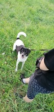 COSMO, Hund, Mischlingshund in Kroatien - Bild 15