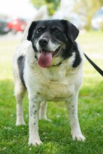 COSMO, Hund, Mischlingshund in Kroatien - Bild 2