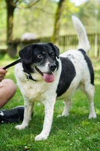 COSMO, Hund, Mischlingshund in Kroatien - Bild 3