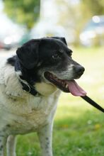 COSMO, Hund, Mischlingshund in Kroatien - Bild 4