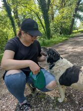 COSMO, Hund, Mischlingshund in Kroatien - Bild 5