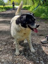 COSMO, Hund, Mischlingshund in Kroatien - Bild 6