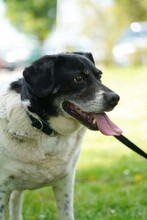 COSMO, Hund, Mischlingshund in Kroatien - Bild 8