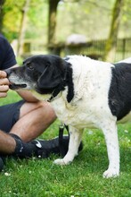 COSMO, Hund, Mischlingshund in Kroatien - Bild 9