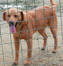 NUREYEV, Hund, Mischlingshund in Portugal - Bild 5