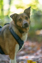 MIA, Hund, Mischlingshund in Dülmen - Bild 10