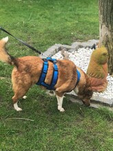 MIA, Hund, Mischlingshund in Dülmen - Bild 15