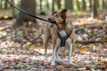 MIA, Hund, Mischlingshund in Dülmen - Bild 3