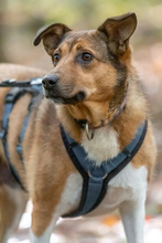 MIA, Hund, Mischlingshund in Dülmen - Bild 6