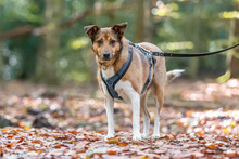 MIA, Hund, Mischlingshund in Dülmen - Bild 7