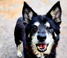 ATOM, Hund, Mischlingshund in Slowakische Republik - Bild 1