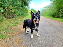 ATOM, Hund, Mischlingshund in Slowakische Republik - Bild 2