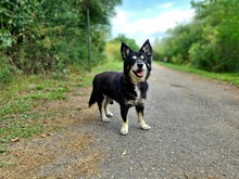 ATOM, Hund, Mischlingshund in Slowakische Republik - Bild 3