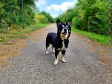 ATOM, Hund, Mischlingshund in Slowakische Republik - Bild 4
