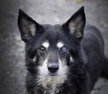 ATOM, Hund, Mischlingshund in Slowakische Republik - Bild 5